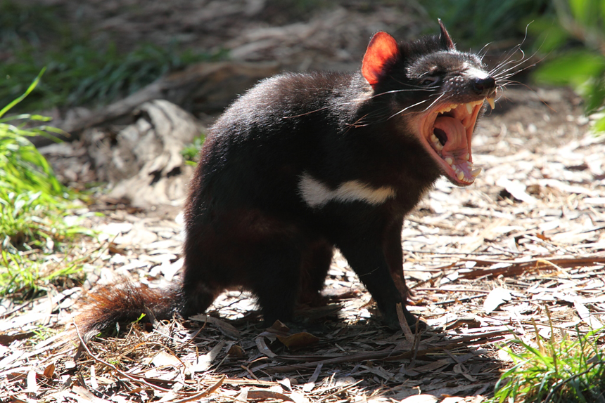 Tasmanian devils begin to resist infectious cancer