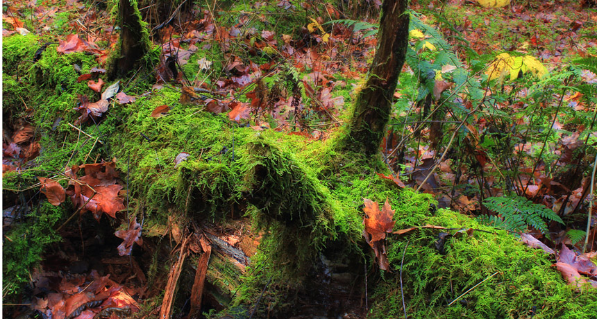 mossy log