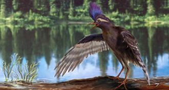 This drawing depicts the oldest known ancestral bird. It lived about 130 million years ago, at the time of the dinosaurs.