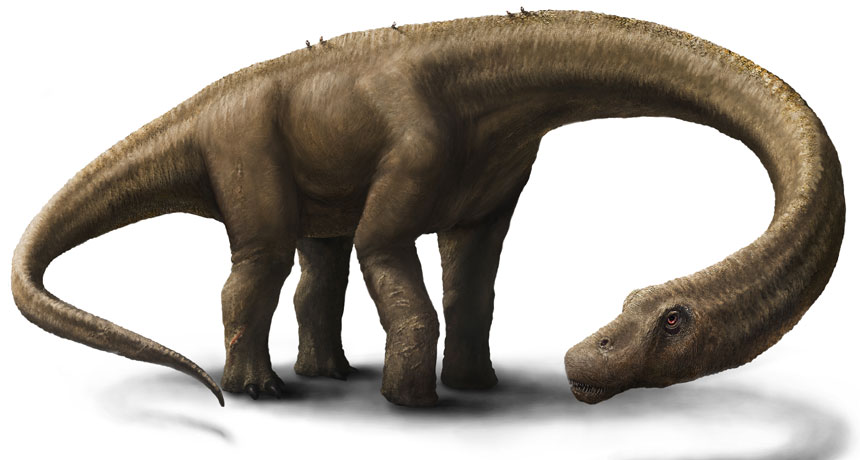 drawing of Dreadnoughtus schrani