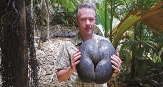 A traveler shows off a massive coco-de-mer nut. This palm seed’s shape isn’t obvious until an outer green husk is stripped off.