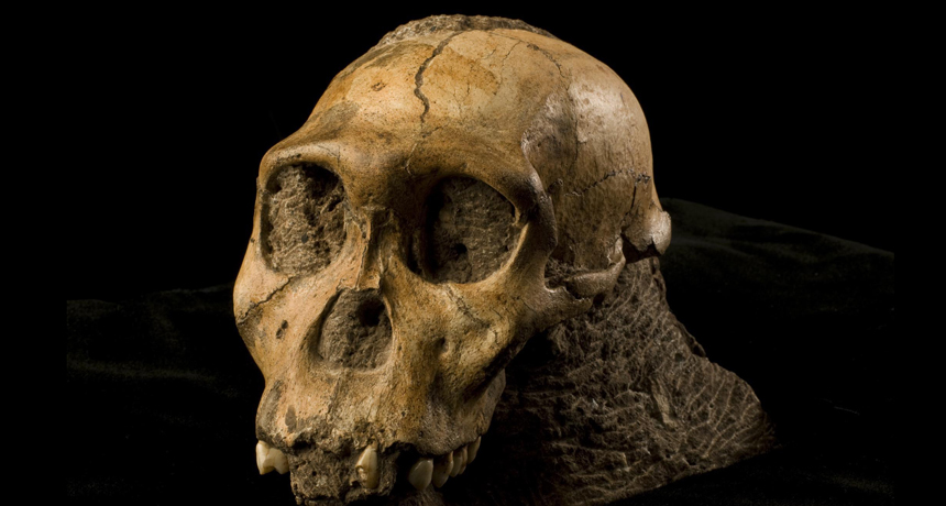 An Ancient Skull Could Prompt the Founding of a New Human Species