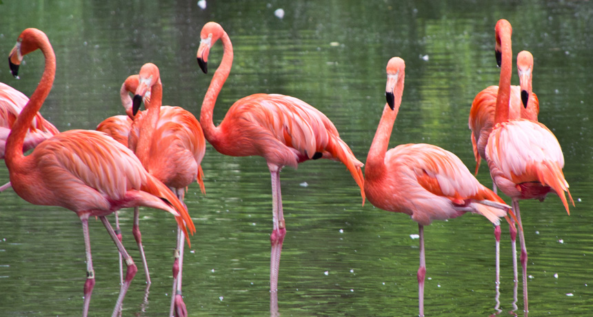 flamingos