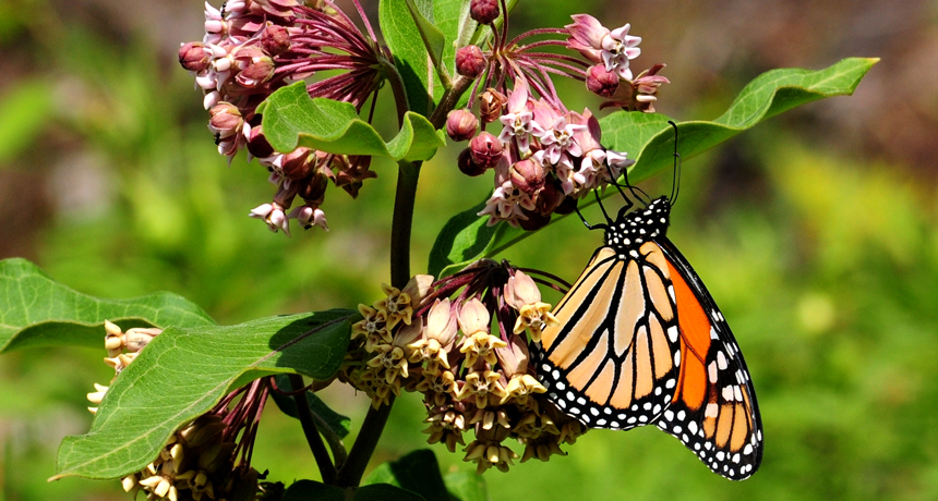 Minnesota group uses artificial intelligence to aid monarch