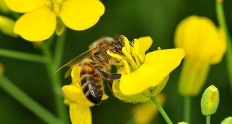 Two new studies renew questions about the effects of popular pesticides on the honeybee (shown here on an oilseed flower) and other wild pollinators.