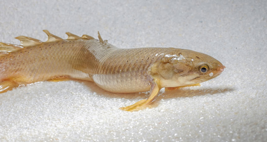 Senegal bichirs fish