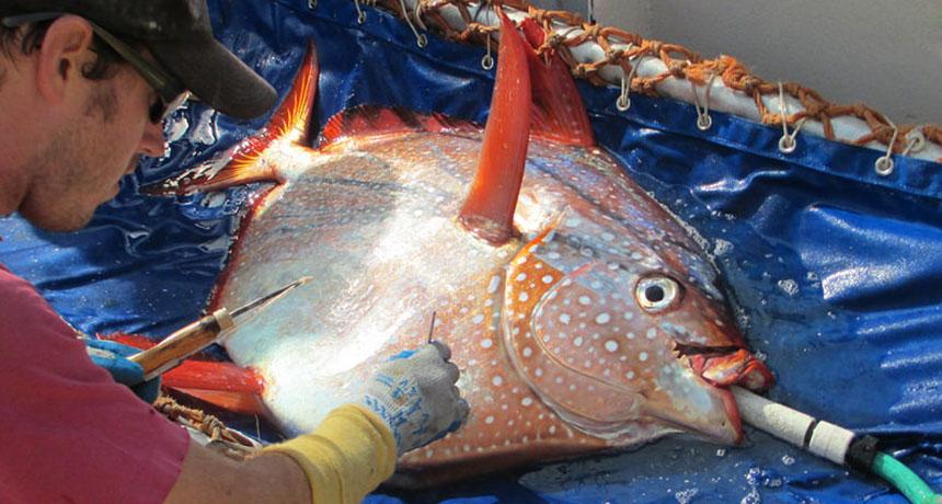 The opah is the fish closest to the whole-body warm-bloodedness typical of mammals and birds. This trait may give the species an edge in the ocean’s cold depths.