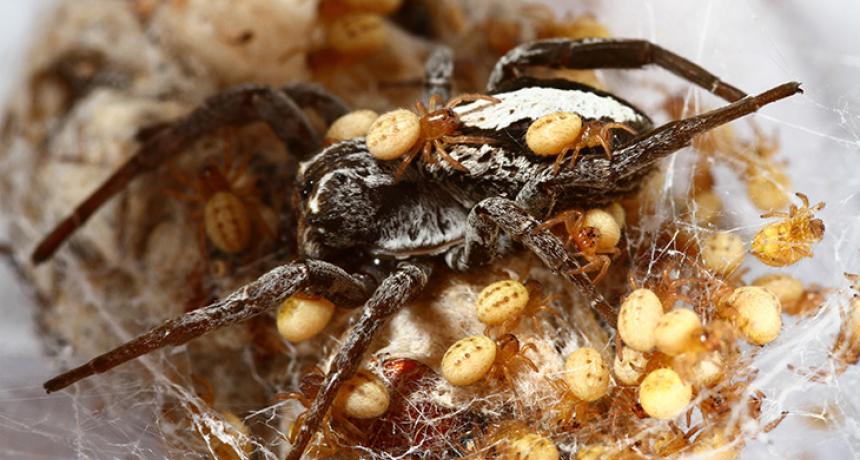Kids do the darnedest things: Tiny yellow spiderlings (shown close up) crowd over their gray mother. Eventually, the young spiders will eat her.
