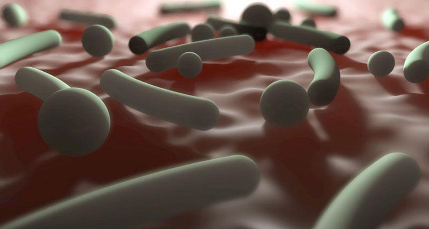 Vitamin B12 can lead normal skin bacteria called Propionibacterium acnes (shown in this illustration) to pump out zits-producing chemicals.