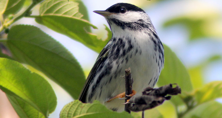 warbler