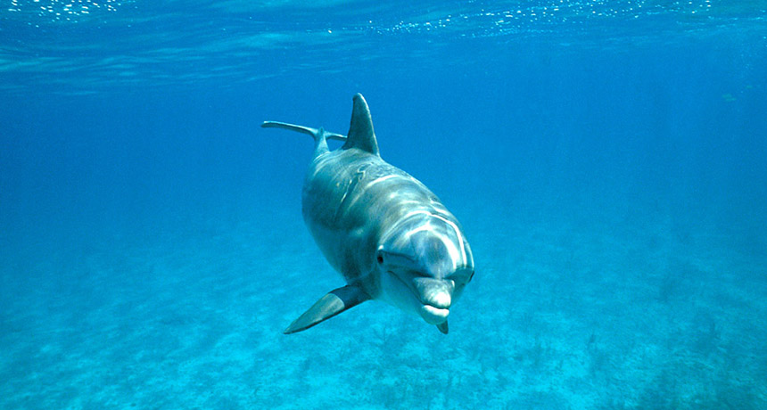 bottlenose dolphin