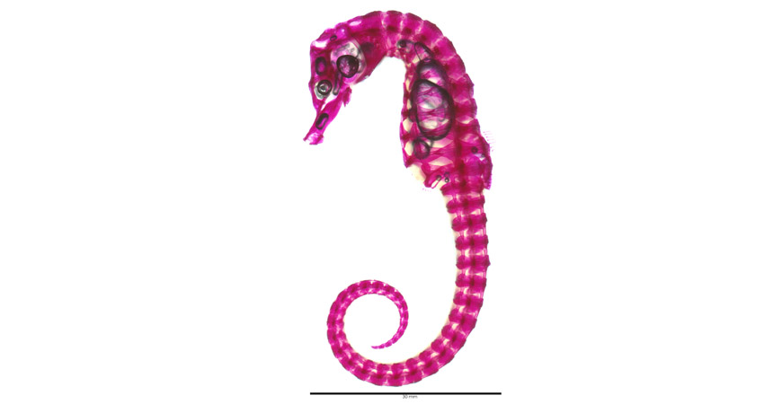 The long flexible tails of seahorses (dye-stained skeleton of Hippocampus capensis shown) are made of square segments. They are a rare exception to the round tails of most other animals.