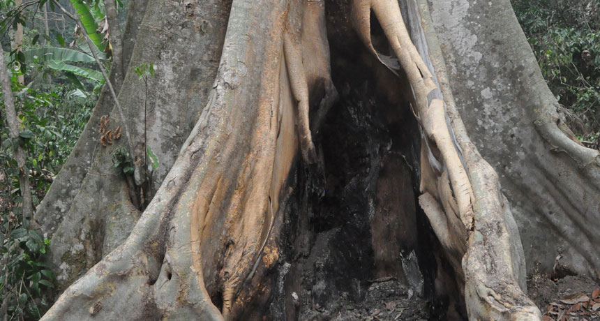 hollow tree