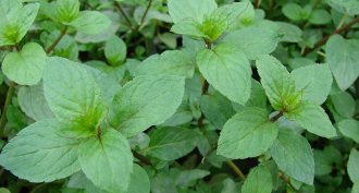 Peppermint plants can pick up nicotine from cigarette smoke or from tobacco dropped onto their soil.