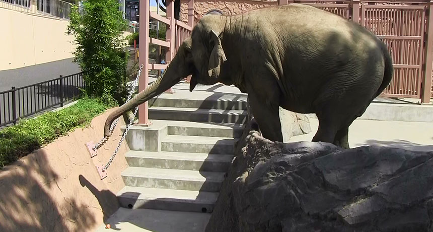 elephant leaf blower