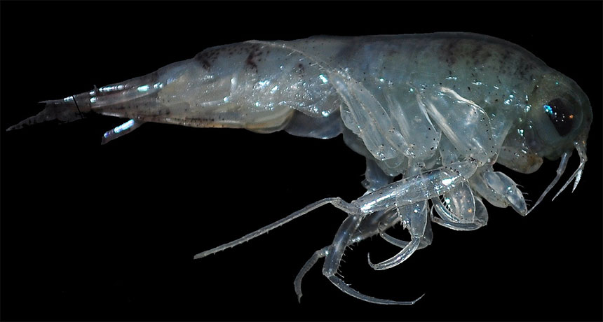 amphipod zooplankton