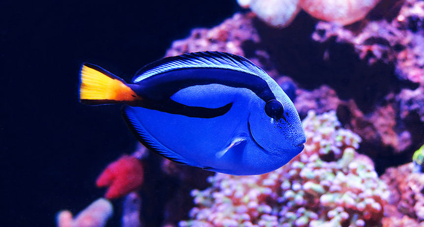 blue tang