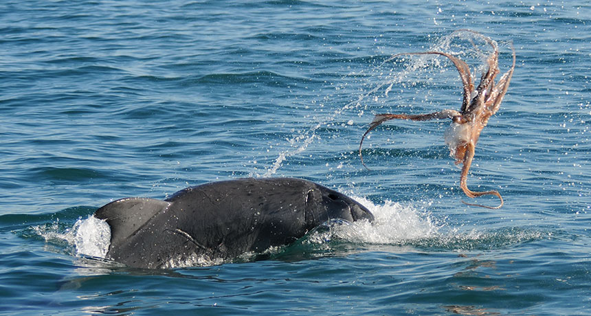 octopus dolphin