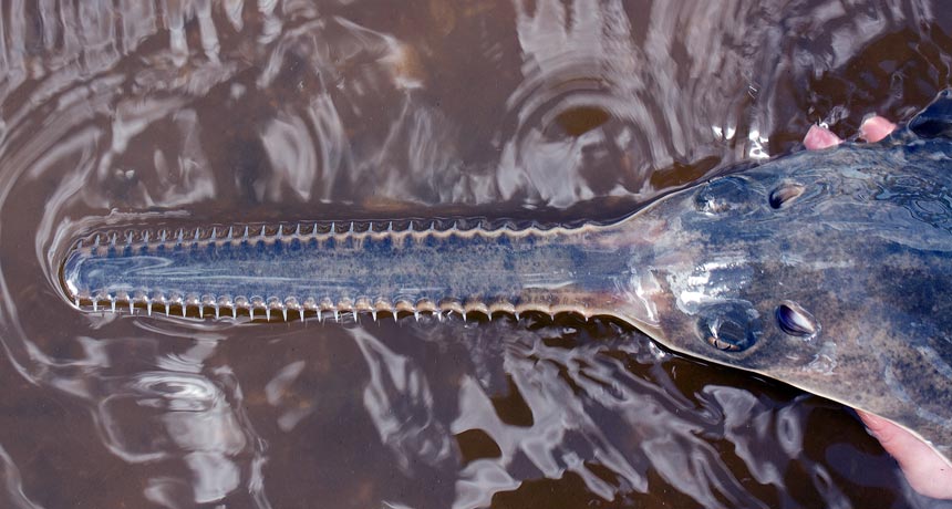 This endangered species gives new meaning to ‘single mom’
