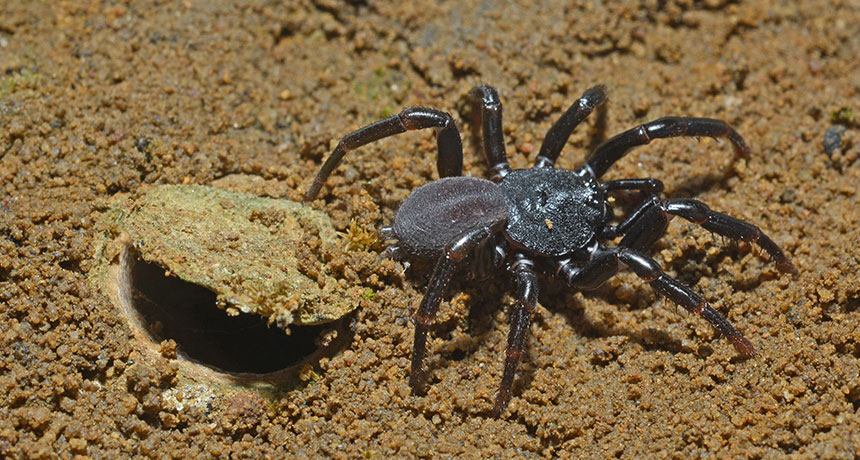 Spiders in Australia - Everything you need to know