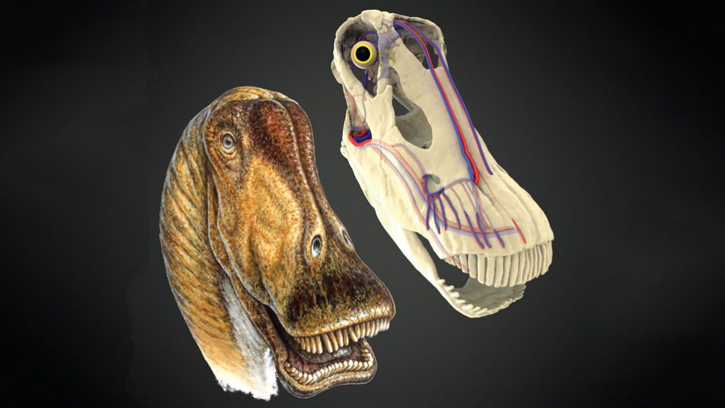 What a Tyrannosaurus Rex Skull Tells Us About Its Intelligence