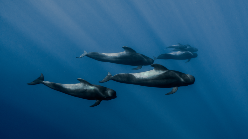 pilot whales