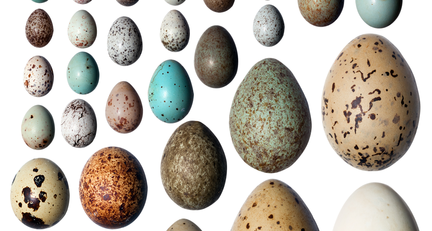 860_bird-eggs.png