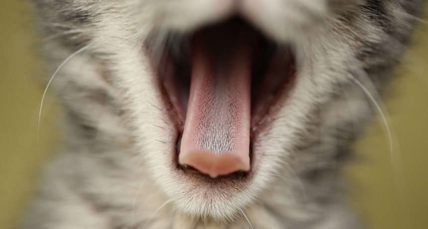 cat tongue