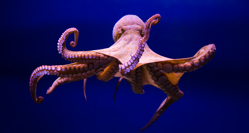 860_octopus.png