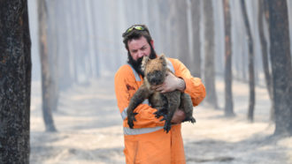 Rescuer with koala