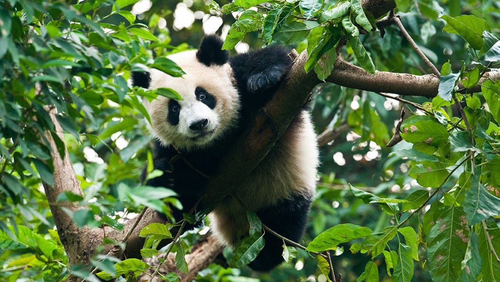 Panda climbing