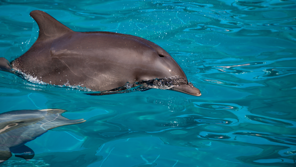 Drones might one day capture a dolphin's breath in midair