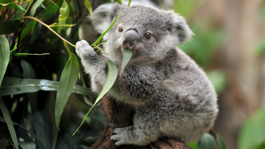 koala eating