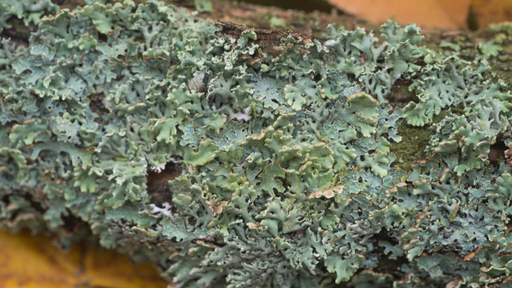 lichen