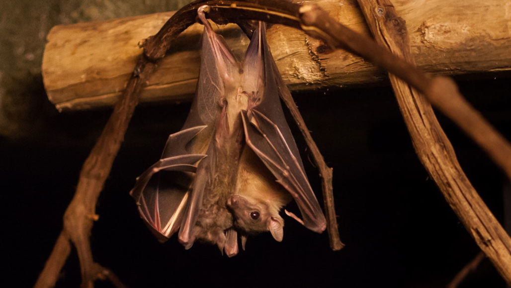 Egyptian fruit bat hanging upside down