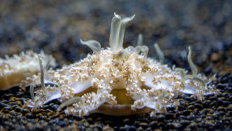 an Upside-down jellyfish