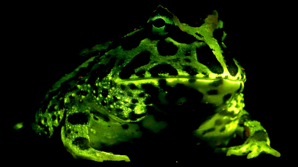 Lots of frogs and salamanders have a secret glow