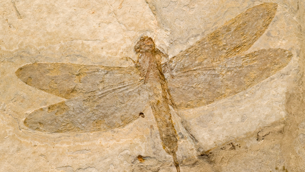 dragonfly fossil