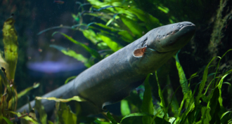 a photo of an electric eel