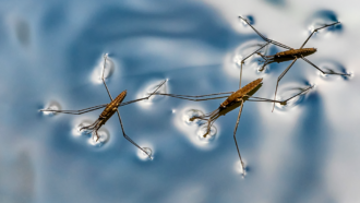 a top down photo of three water striders floating on the surface of water