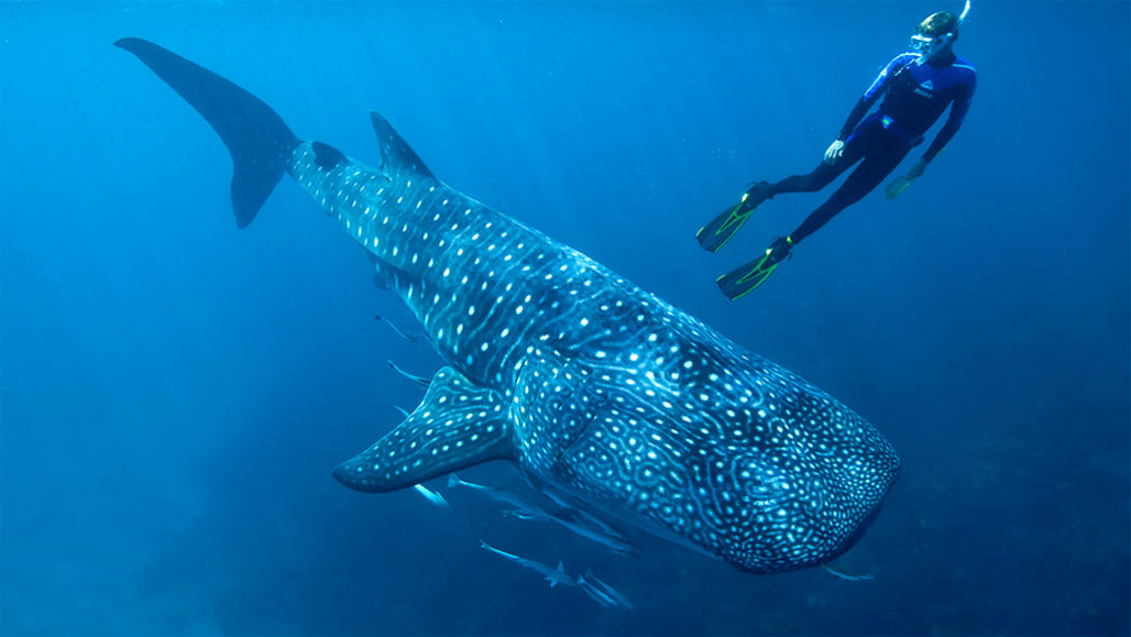 Whale shark with diver