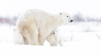 a polar bear mother with two cubs