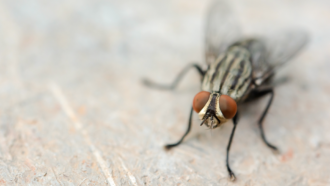 a close up photo of a house fly