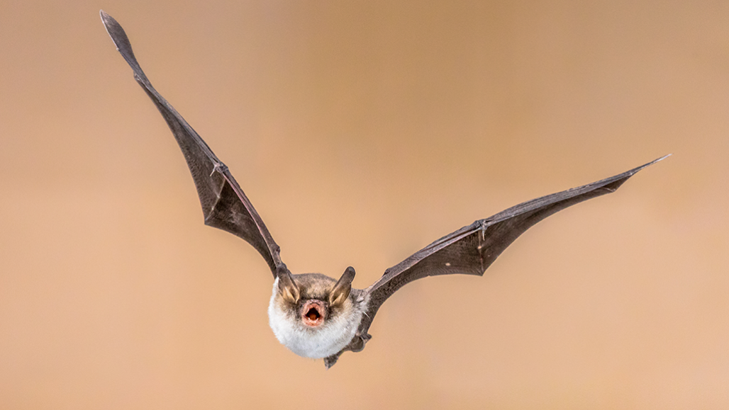 a photo of a flying bat with mouth open