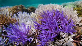 Acropora corals in New Caledonia