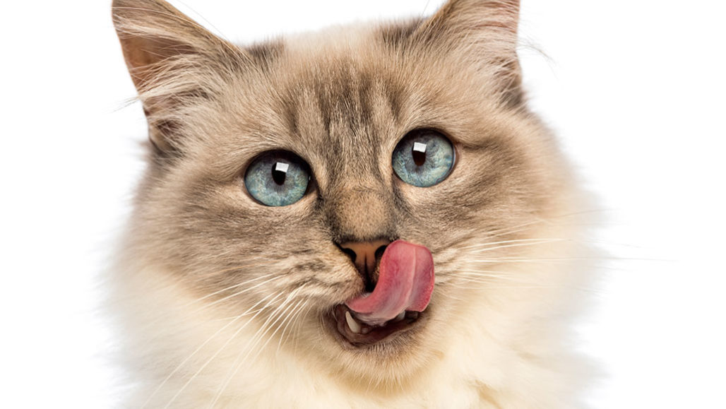 a photo of a cat licking it's nose