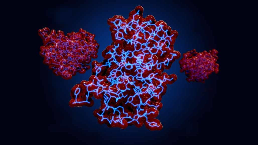 an illustration of an insulin protein