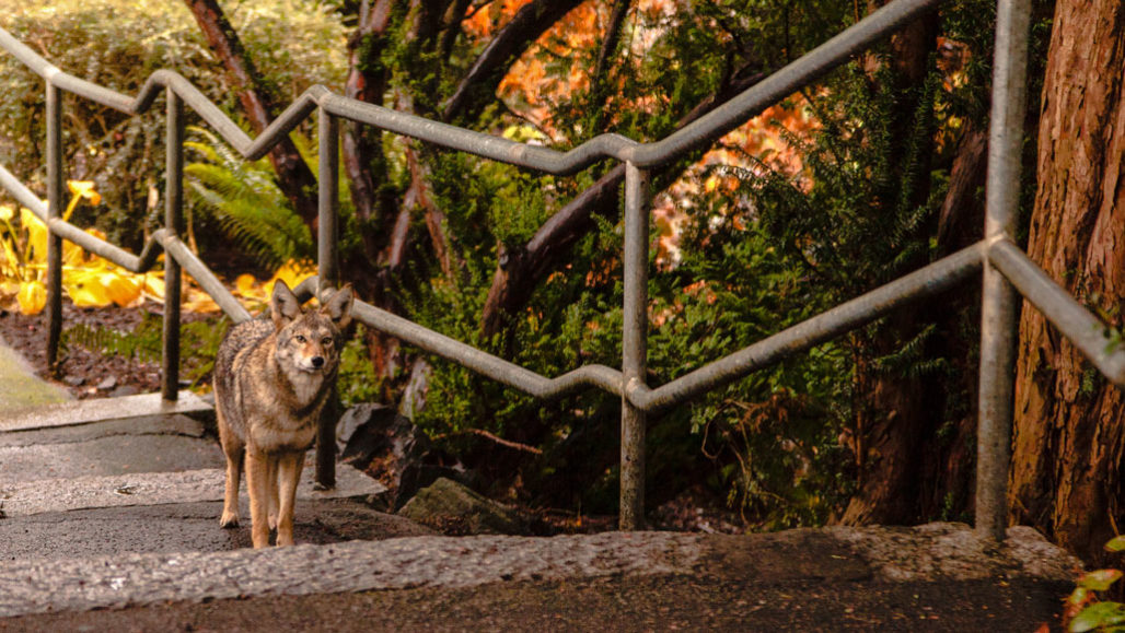 Which wild animal gets spotted more in your city than others? Here's the  list