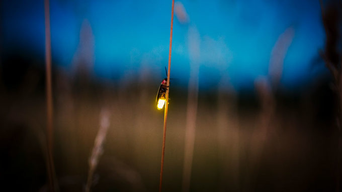 a photo of a firefly lighting up at dusk, the firefly is hanging onto a stalk of grass