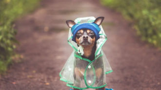 A photo of a very small dog in a rain coat on a trail. The dog does not look pleased with the situation.